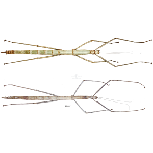 NESIOPHASMA GIGANTEUM NESIOPHASMA GIGANTEUM